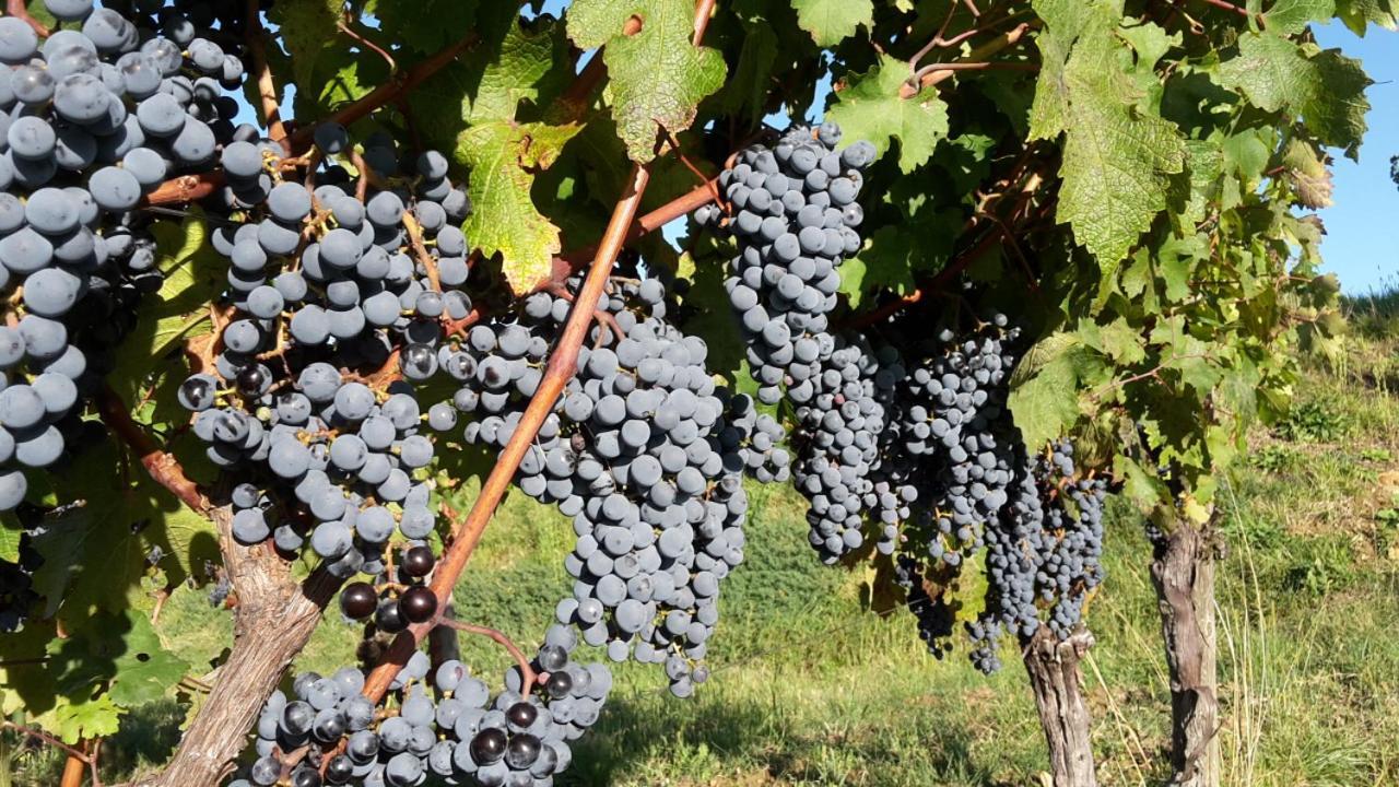 Agriturismo Casa Delle Rose Winery Ruttàrs المظهر الخارجي الصورة